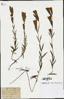 spécimen de Gentiana pneumonanthe