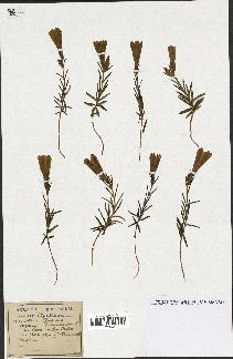 spécimen de Gentiana pneumonanthe