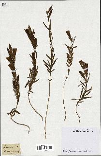 spécimen de Gentiana pneumonanthe