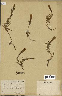 spécimen de Gentiana pneumonanthe