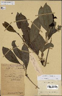 spécimen de Coffea perrieri