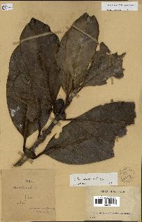 spécimen de Coffea richardii