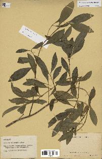 spécimen de Coffea vianneyi