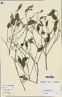 spécimen de Coffea vavateninensis