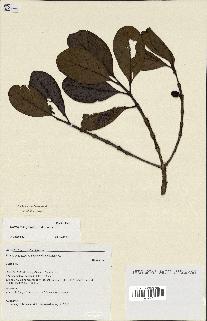 spécimen de Coffea tricalysioides