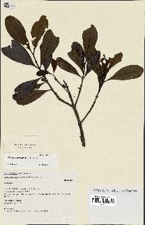 spécimen de Coffea tricalysioides