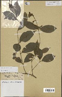 spécimen de Coffea kianjavatensis