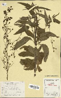 spécimen de Scrophularia lanceolata