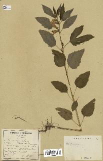 spécimen de Sesamum sp.