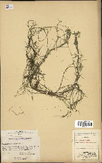 spécimen de Callitriche palustris
