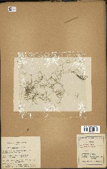 spécimen de Callitriche palustris