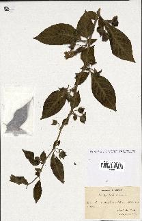 spécimen de Atropa belladonna