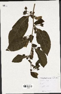 spécimen de Atropa belladonna