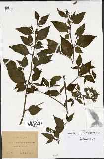 spécimen de Atropa belladonna