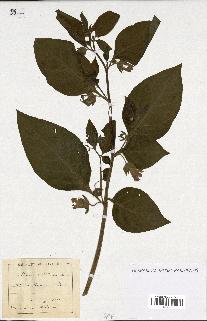 spécimen de Atropa belladonna