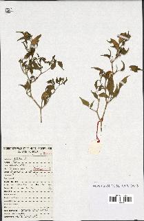 spécimen de Capsicum frutescens