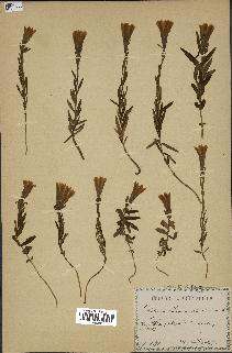 spécimen de Gentiana pneumonanthe