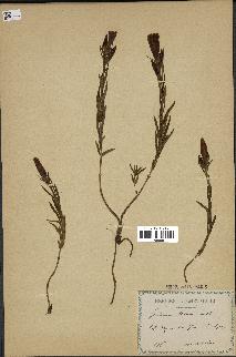 spécimen de Gentiana pneumonanthe