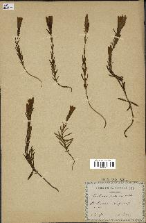 spécimen de Gentiana pneumonanthe