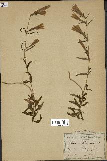 spécimen de Gentiana pneumonanthe
