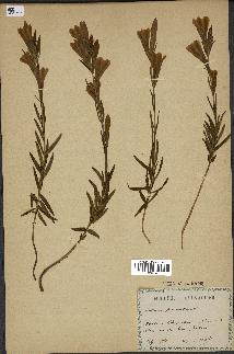 spécimen de Gentiana pneumonanthe