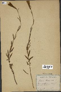 spécimen de Gentiana pneumonanthe