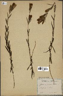 spécimen de Gentiana pneumonanthe