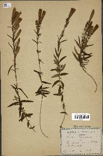 spécimen de Gentiana pneumonanthe
