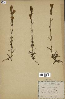 spécimen de Gentiana pneumonanthe