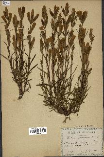 spécimen de Gentiana pneumonanthe