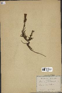spécimen de Gentiana pneumonanthe