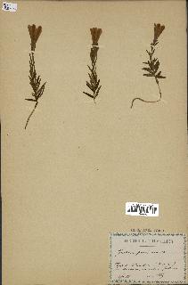 spécimen de Gentiana pneumonanthe
