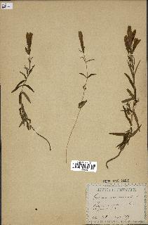 spécimen de Gentiana pneumonanthe