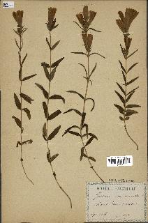 spécimen de Gentiana pneumonanthe