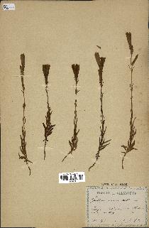 spécimen de Gentiana pneumonanthe