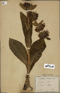 spécimen de Gentiana lutea