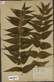 spécimen de Gentiana asclepiadea