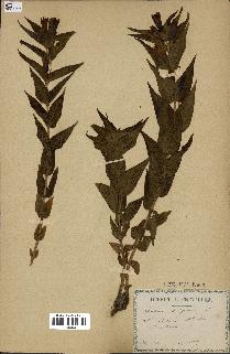 spécimen de Gentiana asclepiadea