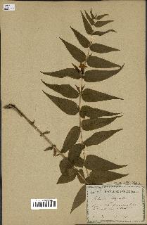 spécimen de Gentiana asclepiadea