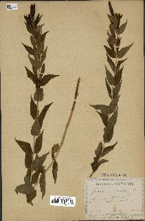 spécimen de Gentiana asclepiadea