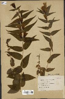 spécimen de Gentiana asclepiadea