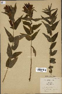 spécimen de Gentiana asclepiadea