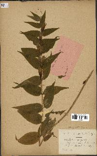 spécimen de Gentiana asclepiadea
