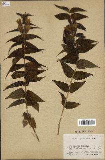 spécimen de Gentiana asclepiadea