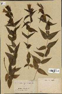 spécimen de Gentiana asclepiadea