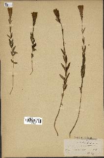 spécimen de Gentiana pneumonanthe