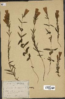 spécimen de Gentiana pneumonanthe