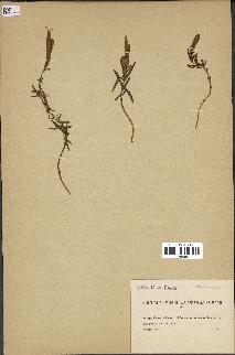 spécimen de Gentiana pneumonanthe