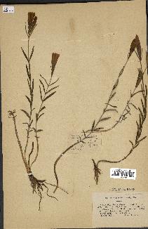 spécimen de Gentiana pneumonanthe