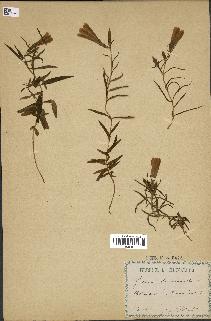 spécimen de Gentiana pneumonanthe